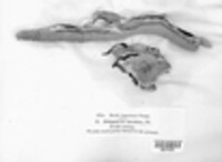 Polyporus lucidus image